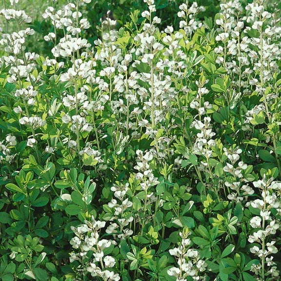 Perennial Baptisia Alba White Wild Indigo Garden Flower Plant Seeds - 200 Seeds