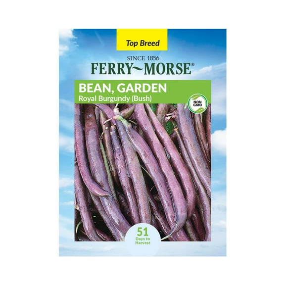 Ferry-Morse 8.5G Bean Royal Burgundy Annual Vegetable Seeds, Full Sun