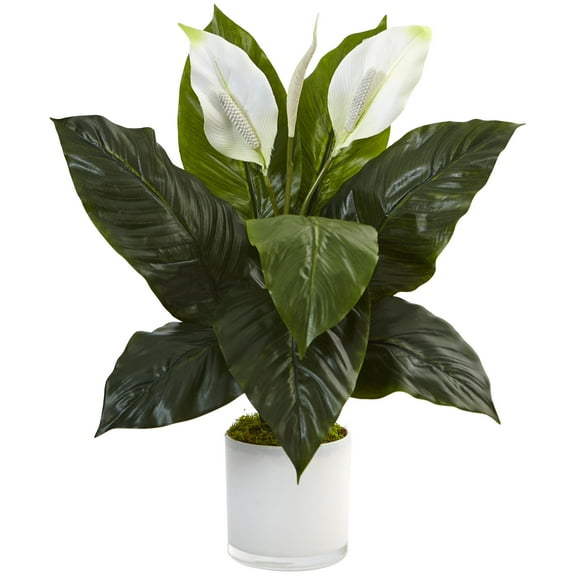 Nearly Natural Spathiphyllum Artificial Flowering Peace Lily in Glossy Glass Planter