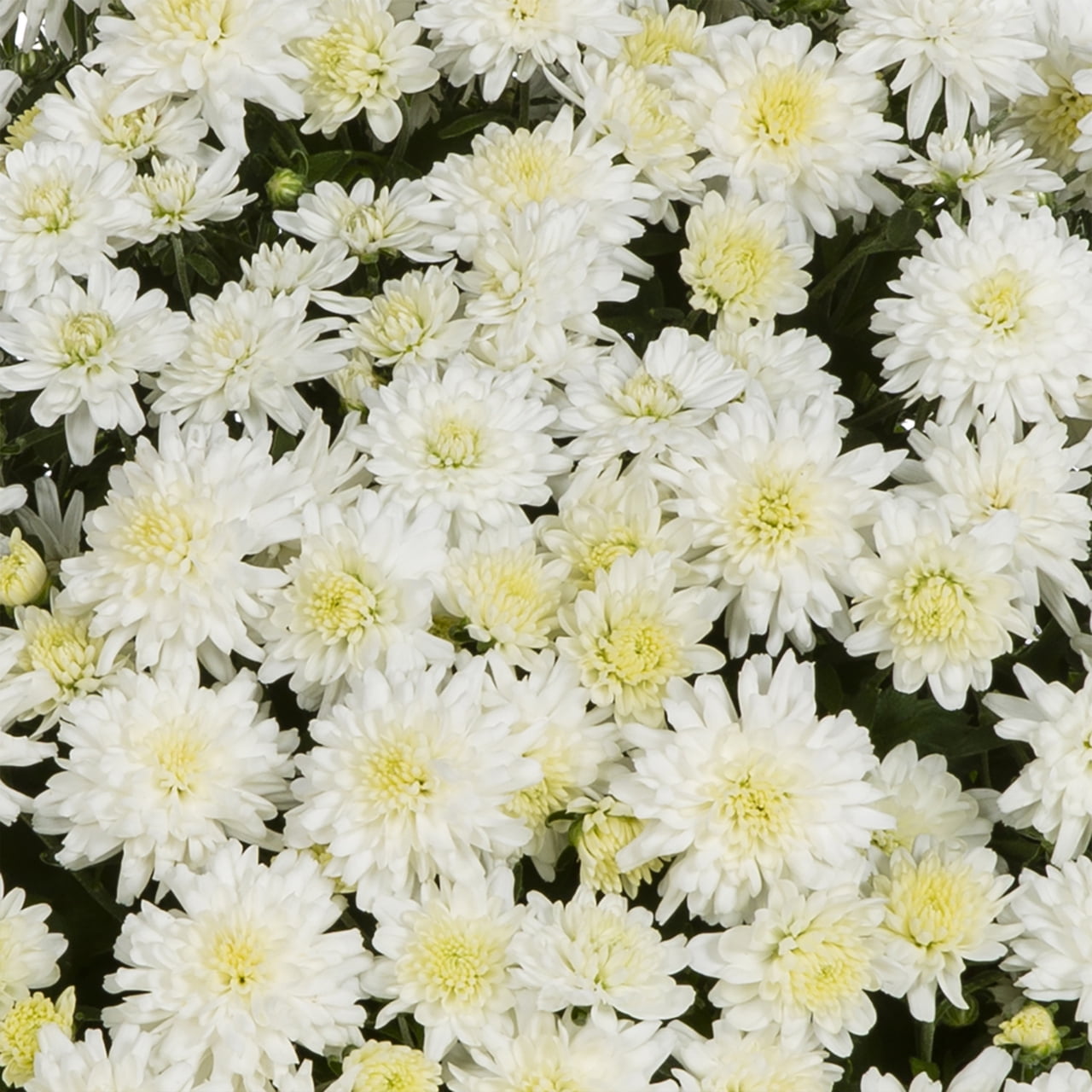 Better Homes & Gardens 1.5Gal White Garden Chrysanthemum Plant Decorative Pot Sun
