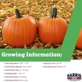 thumbnail image 4 of Harris Seeds - Treated Pumpkin Magician Fast Germination Deep Orange - 250 Seeds, 4 of 7