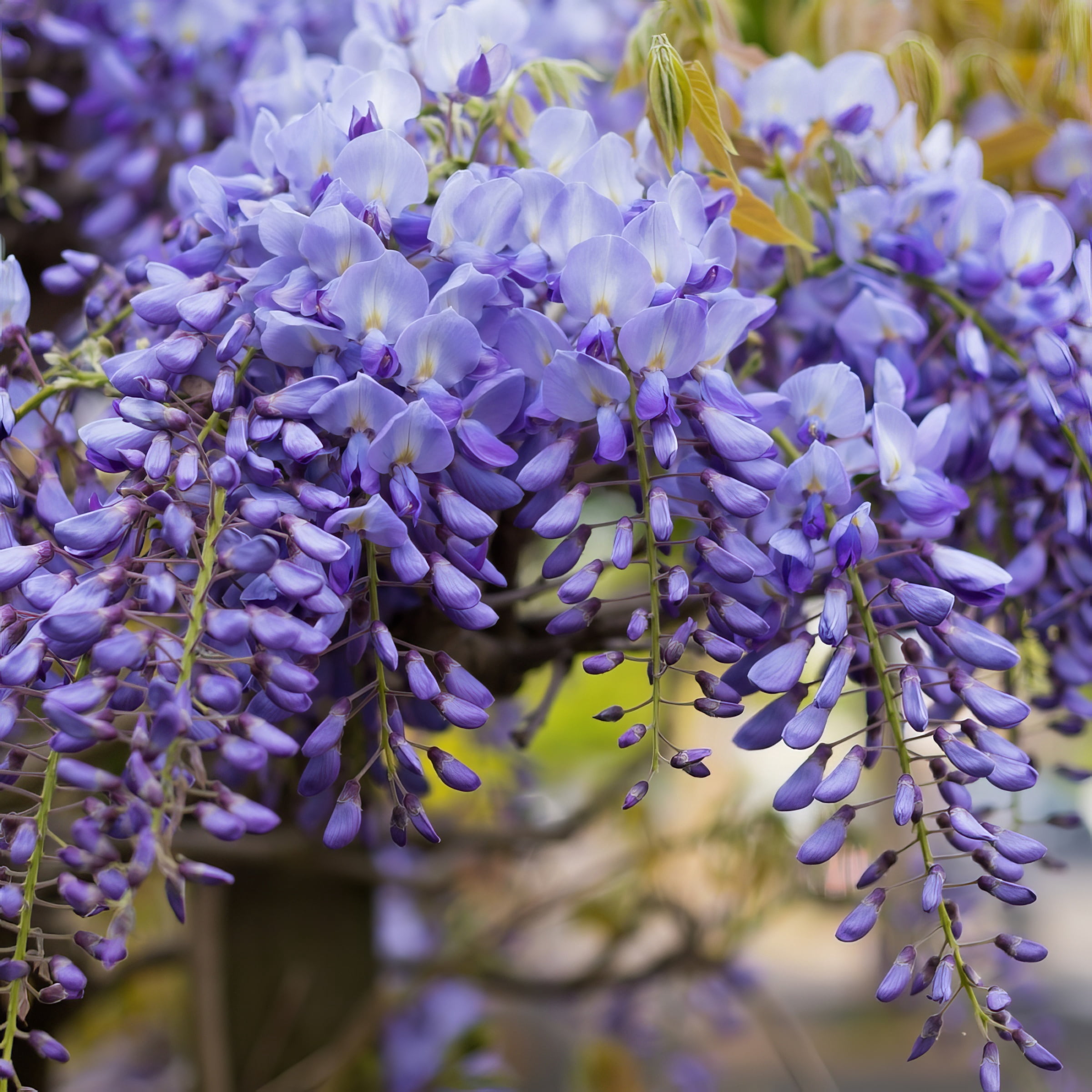 National Plant Network Live Perennial 1 gal Wisteria 'Blue' with Full Sunlight