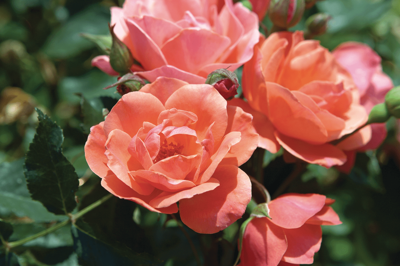 The Knock Out® Family of Roses 'The Coral Knock Out® Rose' Live Shrub in 2-Gallon Grower Pot