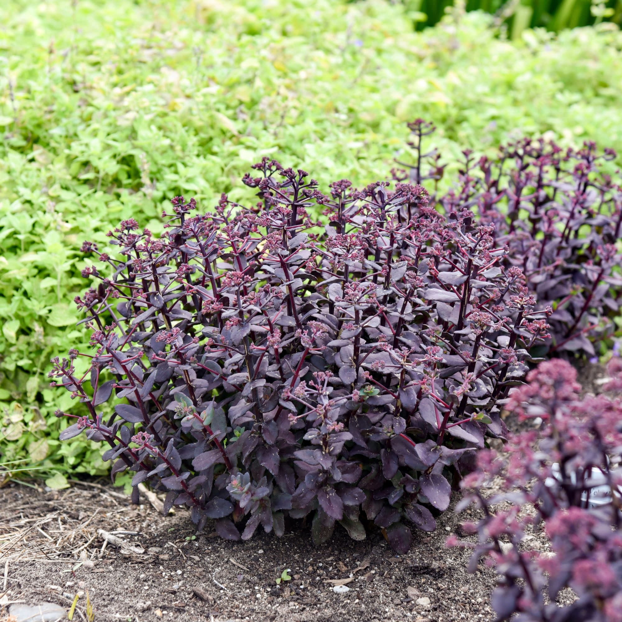 Proven Winners 5" Red Rock 'N Grow 'Midnight Velvet' Stonecrop Live Plant in 4.5" Pot