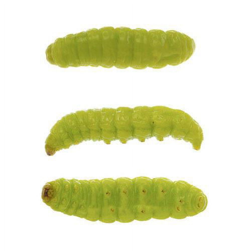 Eurotackle Mummy Worm Preserved Wax Worms, Green Caterpillar