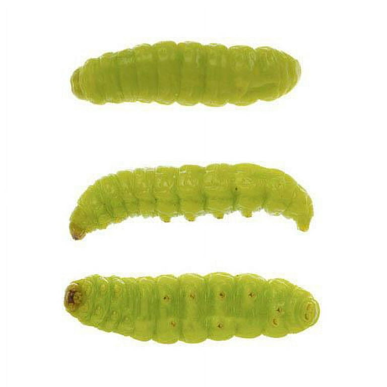 Eurotackle Mummy Worm Preserved Wax Worms, Chartreuse, 35+/pack, Model 00103