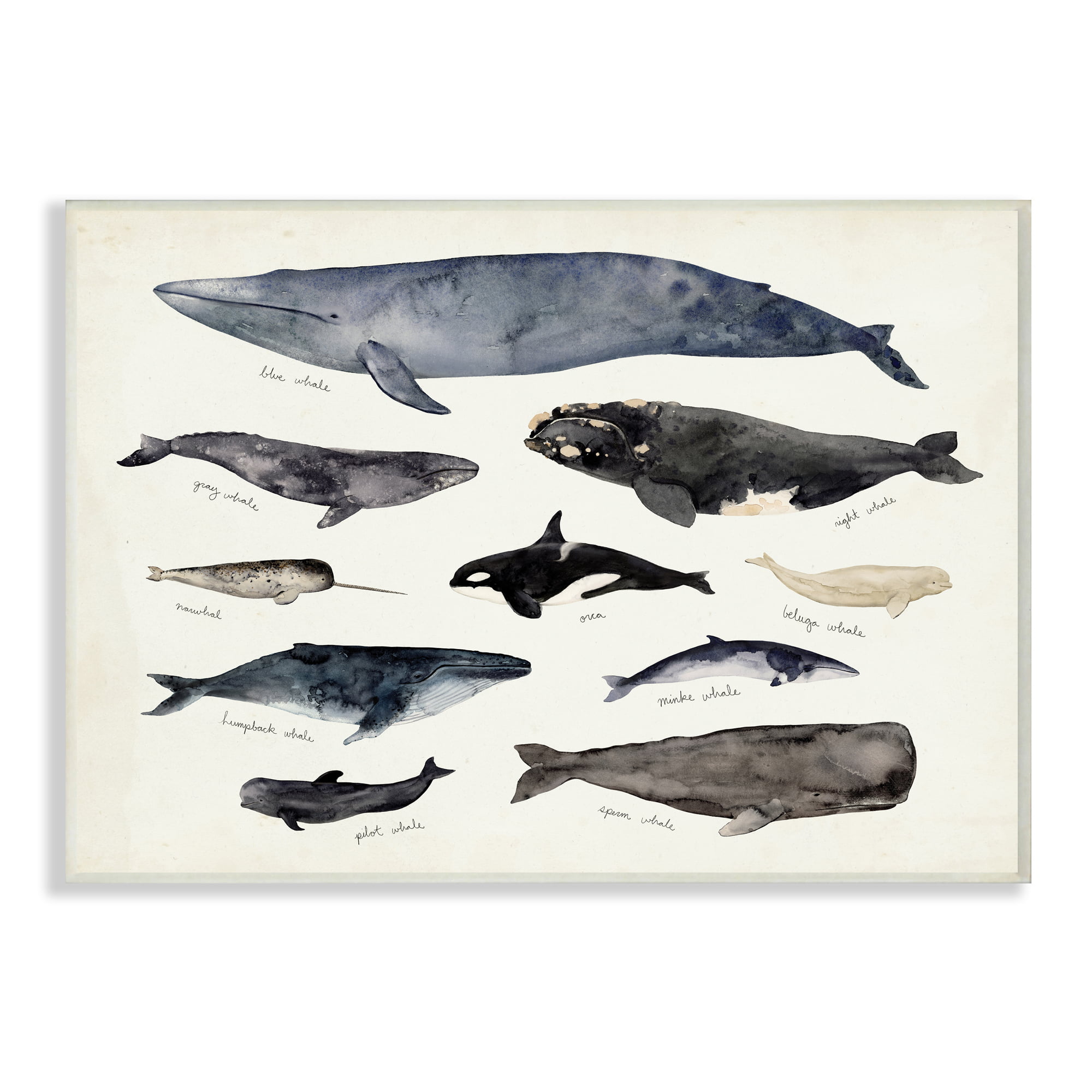 Off- White Stupell Industries Vintage Watercolor Whale Chart Large Aquatic Animals Designed by Victoria Barnes Wall Plaque 10 x 15 