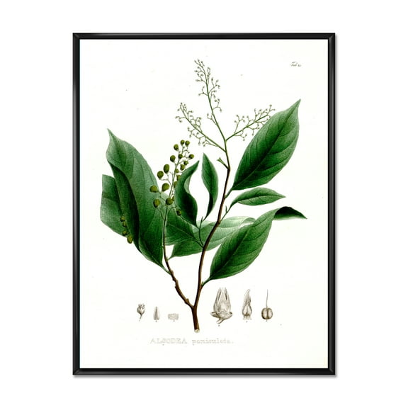 Designart 'Ancient Brazilian Plant II' Traditional Framed Canvas Wall Art Print