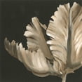 thumbnail image 3 of Harper, Ethan 20x20 Black Modern Framed Museum Art Print Titled - Classical Blooms II, 3 of 5