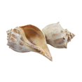 thumbnail image 1 of U.S. Shell 08024 Whelk Lacquered, Orange - 2 Piece, 1 of 1