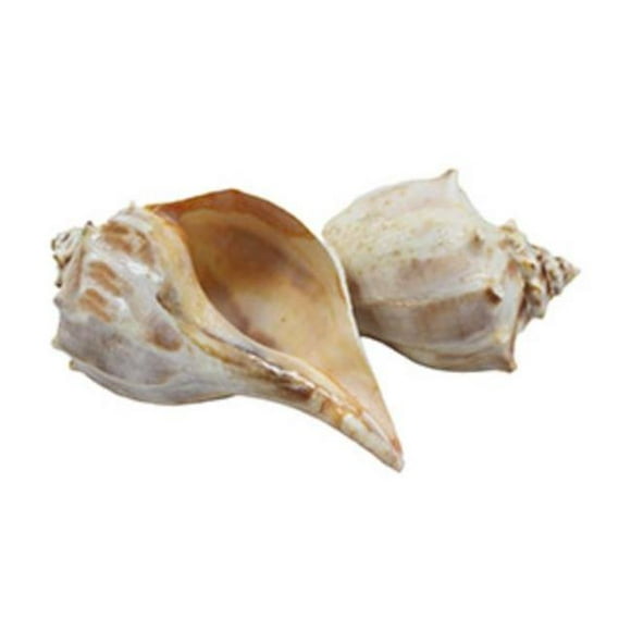 U.S. Shell 08024 Whelk Lacquered, Orange - 2 Piece