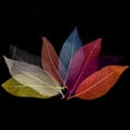 thumbnail image 2 of yuksok 6-20pack 50Pcs Natural Magnolia Skeleton Leaf Leaves Card Scrapbook - Mixed 9 Pcs, 2 of 9