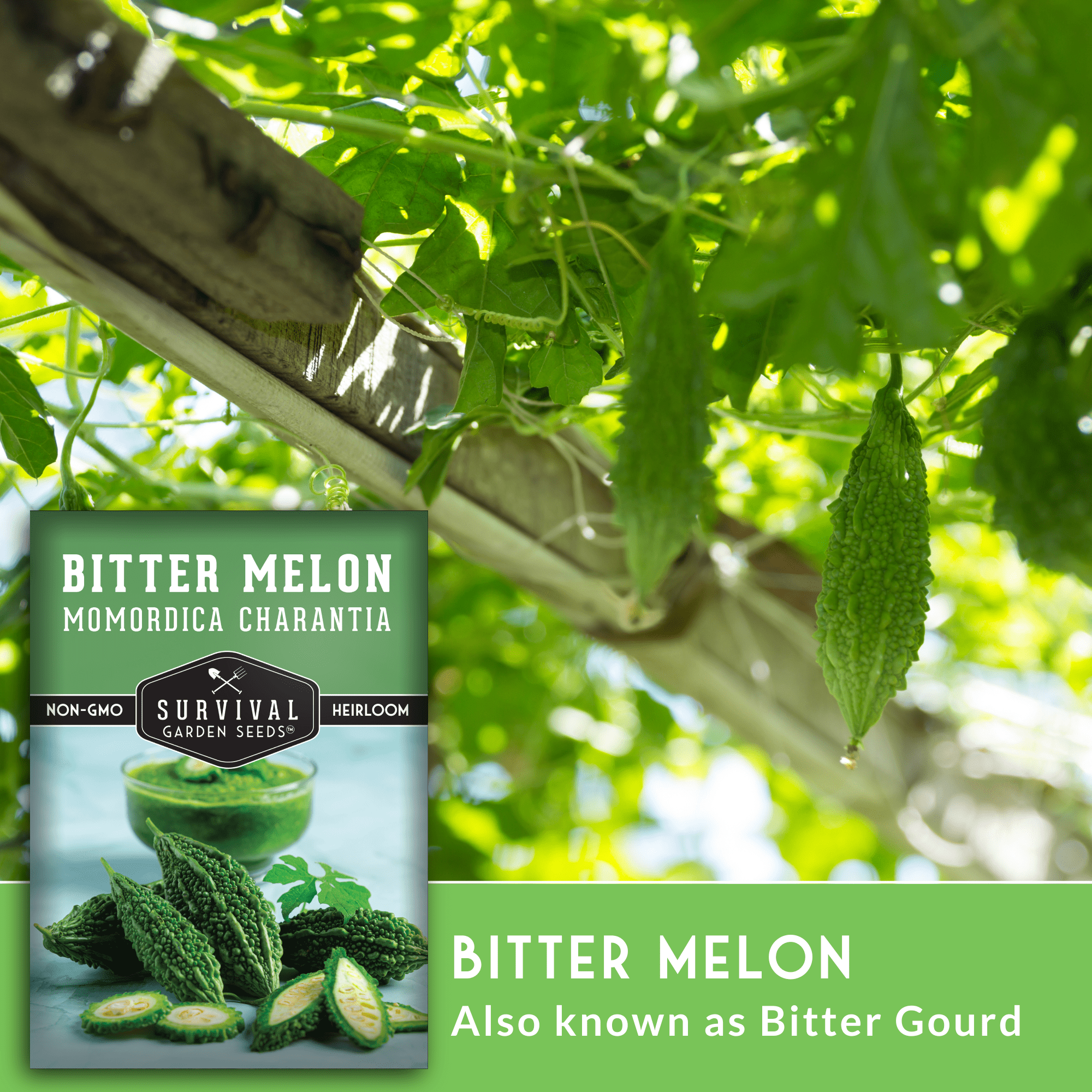 3 Packs Bitter Melon Seeds - Bitter Gourd - Non-GMO Heirloom