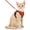 🔥 Red, variant on Viflosae Dog Harnesses Pussy Leash Adjustable Soft and Breathable Walking Vests Vests Style Pet Chest Case Thickened Pussy Leash To Avoid Escape Suitable for Walks and Travel