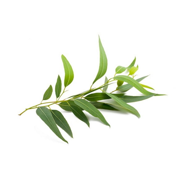 Tasmanian Blue Gum Eucalyptus globulus Seeds Premium Seed Packet