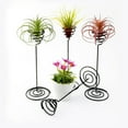 thumbnail image 3 of TABLETREANDS Iron Stand Para Plantas Air Pineapple En Negro Resistente Para Y Exhibición, 3 of 8