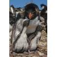 thumbnail image 2 of Illg, Cathy and Gordon 11x14 Gold Ornate Wood Framed with Double Matting Museum Art Print Titled - Bleaker Island Rockhopper penguin and chicks, 2 of 4