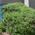 thumbnail image 5 of Altman Plants Pink silverado sage Live Plant Pot, 5 of 8