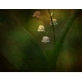 thumbnail image 2 of Eisenmann, Ulrike 14x12 Gold Ornate Wood Framed with Double Matting Museum Art Print Titled - Dreaming Of Spring - Lily Of The Valley, 2 of 4