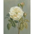 thumbnail image 2 of Nai, Danhui 26x32 Black Ornate Wood Framed with Double Matting Museum Art Print Titled - Heirloom White Rose, 2 of 4