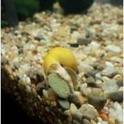 3.5mm - 1/8 Sinking Wafers of Algae, Spirulina, Veggies, All Fish, African Cichlids, Shrimp, Snails, Crabs, Catfish, Plecos - 1-lb 4.3oz Clear Bag