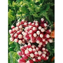 French Breakfast Summer Radish Seeds for Planting (200 Seeds)