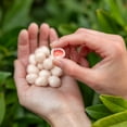 thumbnail image 3 of Tru Fru Freeze Dried Strawberries & Crème, 3.4 oz, 3 of 6