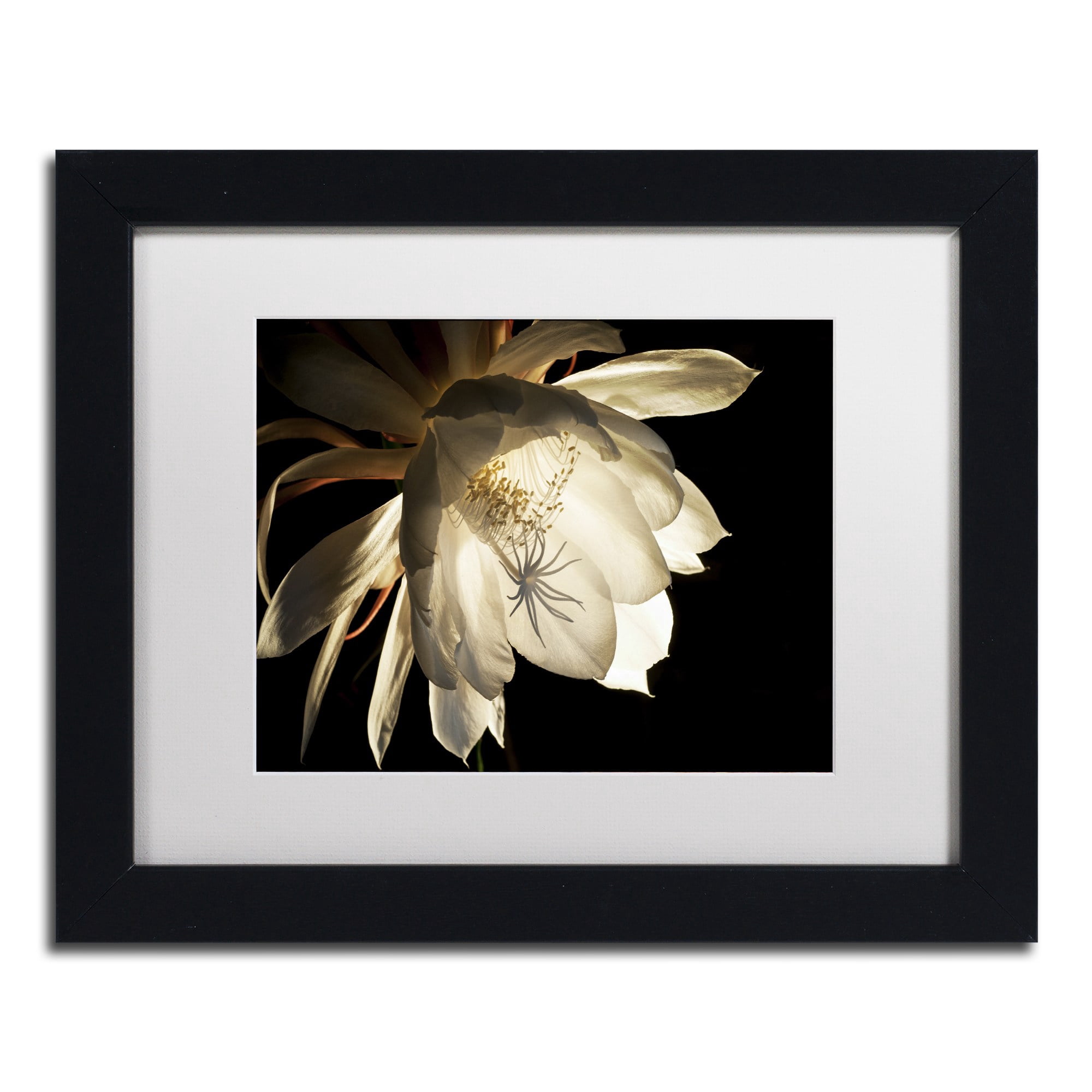 Trademark Fine Art "Midnight Portrait" Canvas Art by Kurt Shaffer White Mat, Black Frame