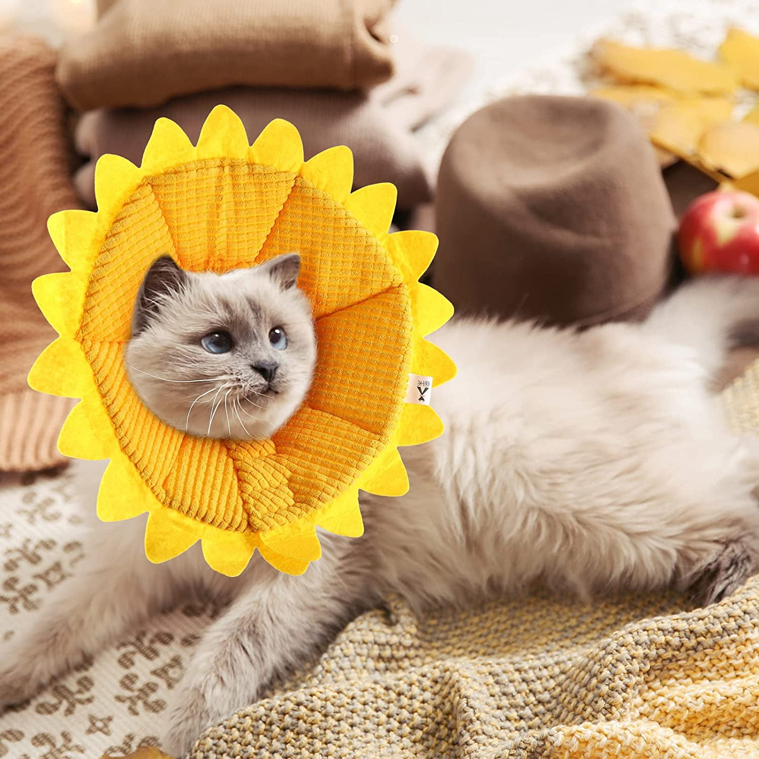 Pet cones for cats hotsell