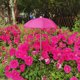 thumbnail image 1 of Herramientas y mejoras para el hogar Sombrilla para plantas Sombrilla de jardín Práctica y fácil de instalar Versátil Protección de sombra para plantas Patio interior y exterior Sombrilla decorativa M, 1 of 3