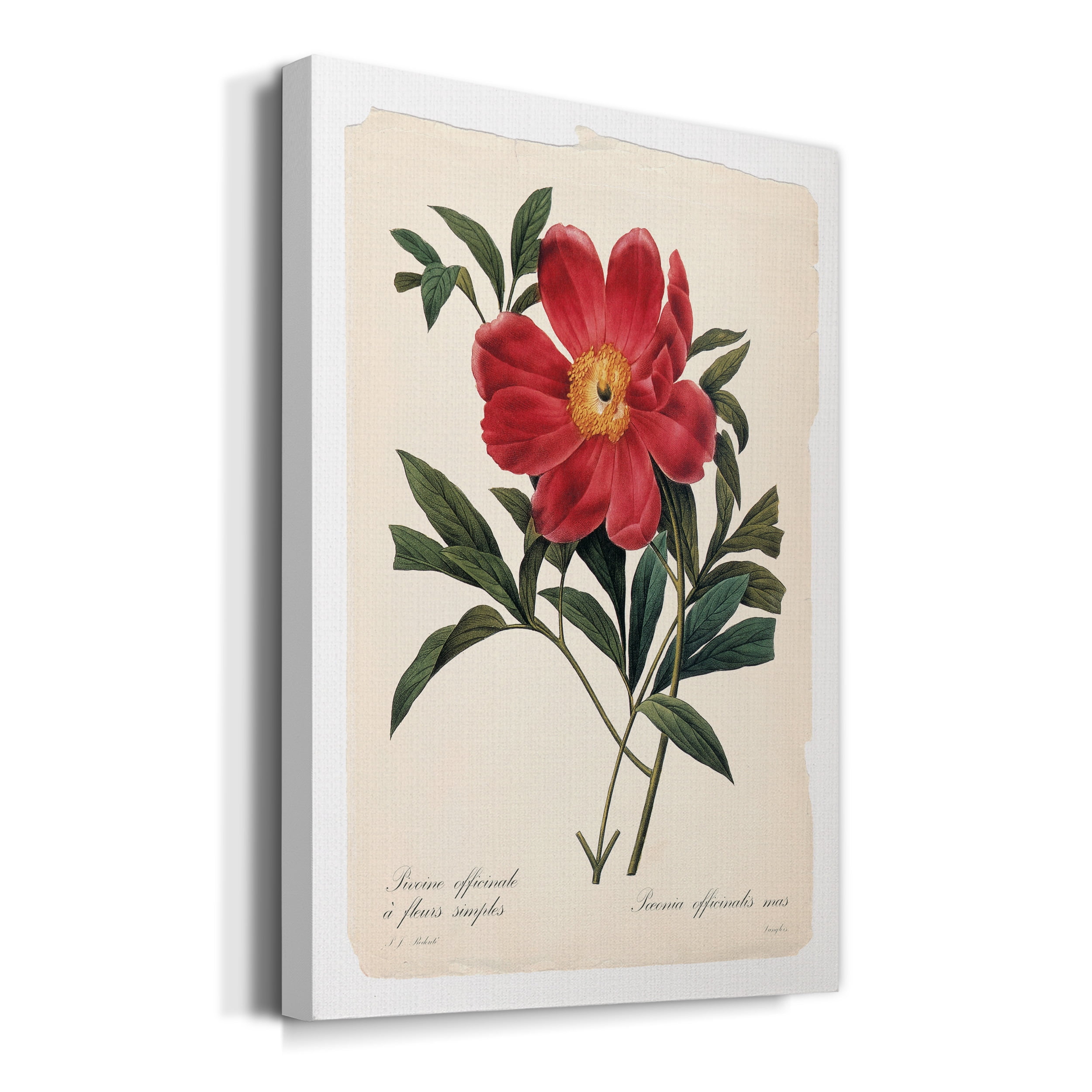Red Botanical IV Premium Gallery Wrapped Canvas - Ready to Hang - 12 x 18