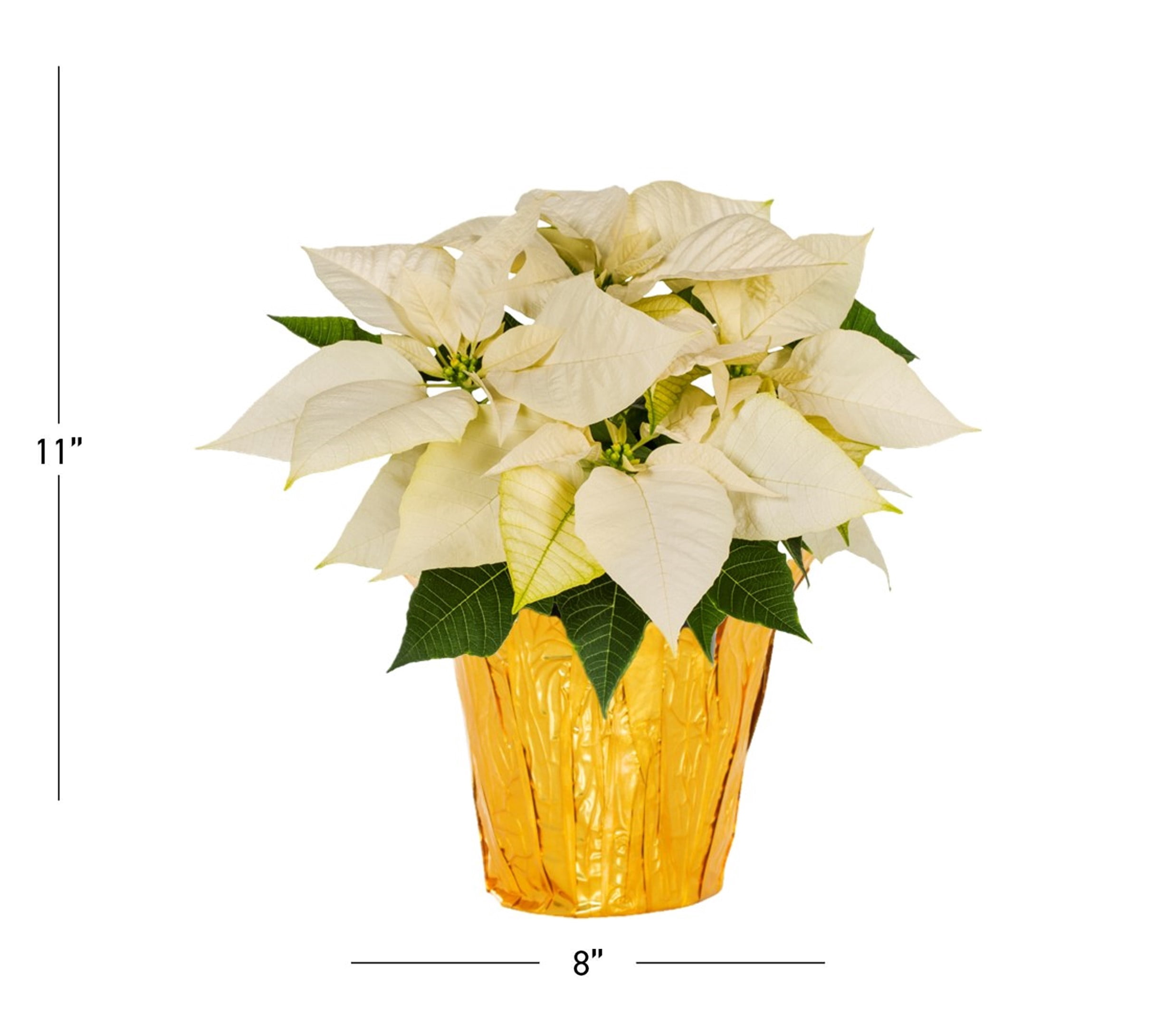 Holiday Time 1QT White Poinsettia Live Annual Houseplant Sun 5-Pack