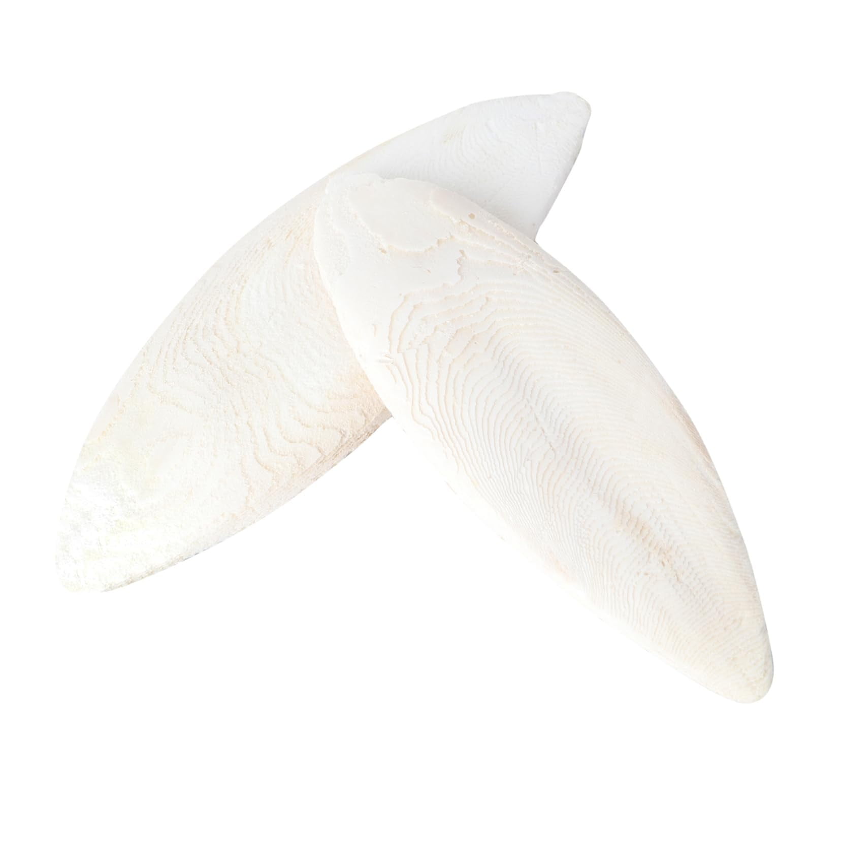 Trianu 2 Packs 4-4.5" Natural Cuttlebone for Tortoise Turtles Snails Birds Cockatiels Parakeets Budgies Reptiles Small Animals