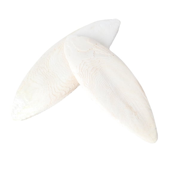 Trianu 2 Packs 4-4.5" Natural Cuttlebone for Tortoise Turtles Snails Birds Cockatiels Parakeets Budgies Reptiles Small Animals