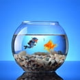 thumbnail image 5 of hirigin Cute Little Diver Fish Tank Decor, Floating Fish Tank Decor, Fish Tank Accessories Floating Cartoon Lovely Diver Aquarium Decorations Ocean Scene Layout Ornaments, 5 of 8