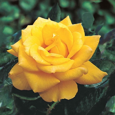 Henry Fonda Yellow Flowering Hybrid Tea Rose Bush Dormant Bare Root Starter Plant, One Plant per Offer