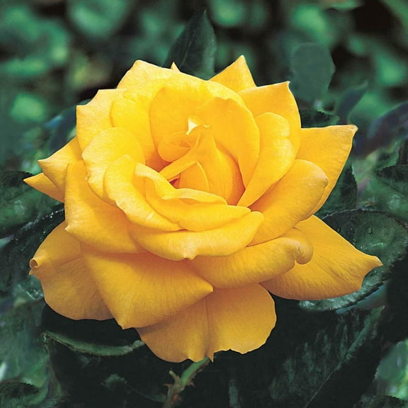 Henry Fonda Yellow Flowering Hybrid Tea Rose Bush Dormant Bare Root Starter Plant, One Plant per Offer