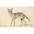 thumbnail image 3 of Charles Hamilton Smith 18x13 Black Modern Framed Museum Art Print Titled - Senegalese Wolf or Grey Jackal (1837), 3 of 5