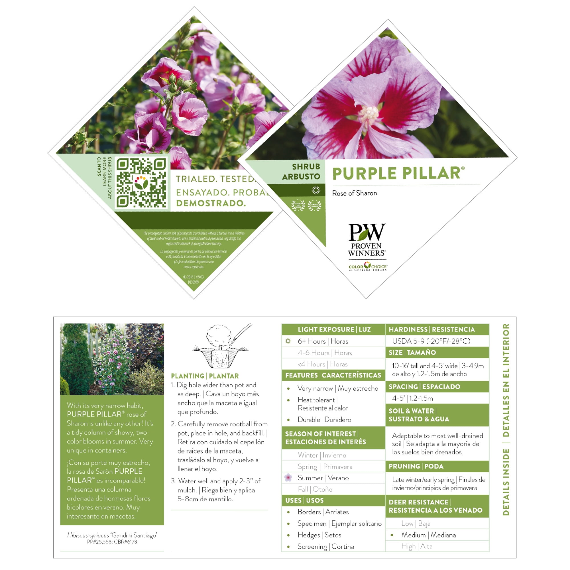 Proven Winners ColorChoice Purple Pillar Hibiscus Live Shrub (5 Gallon)