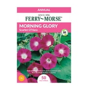Ferry-Morse Morning Glory Scarlett O'Hara Flower Plant Seeds (1 Pack) - Seed Gardening, Full Sunlight