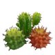 thumbnail image 3 of Gwong Decoración hogareña 1 UNID Cactus Artificial Suculento Garden Lifelike Plant Bonsais Decor Decor Gwong 21034580, 3 of 7