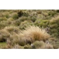 thumbnail image 2 of Jones, Adam 14x11 White Modern Wood Framed Museum Art Print Titled - Paramo grass-Antisana Ecological Reserve-Ecuador, 2 of 4