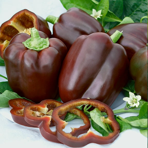 Tawny Port F1 Hybrid Sweet Pepper Seeds - 300 Mg Packet ~40 Seeds - Non-GMO, F1 Hybrid - Vegetable Garden - Capsicum annuum