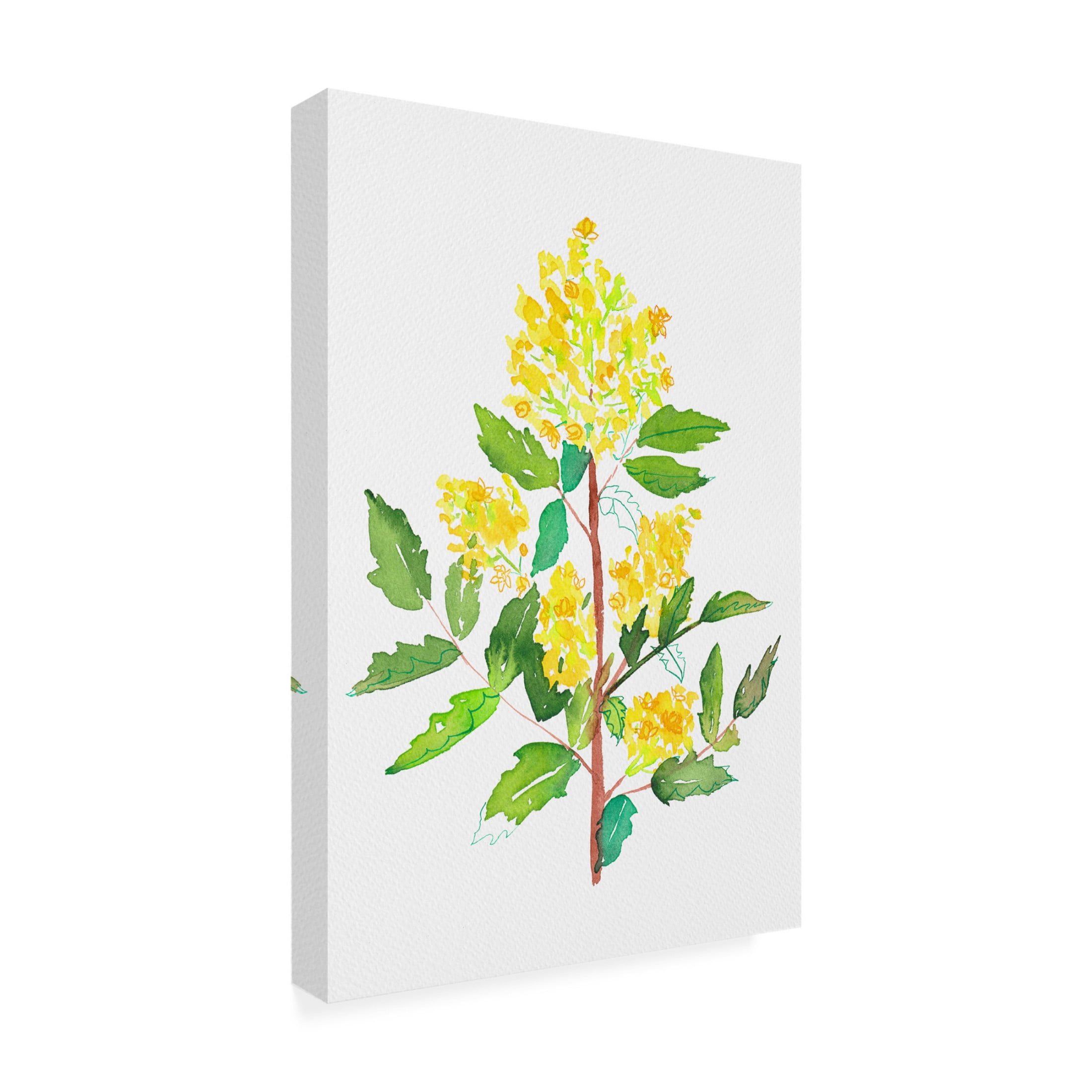 Trademark Fine Art Kata Botanical Oregon grape botanical painting Canvas Wall Art
