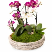 ProFlora Green True Moss Sheet, 2oz Floral Arranging Supplies
