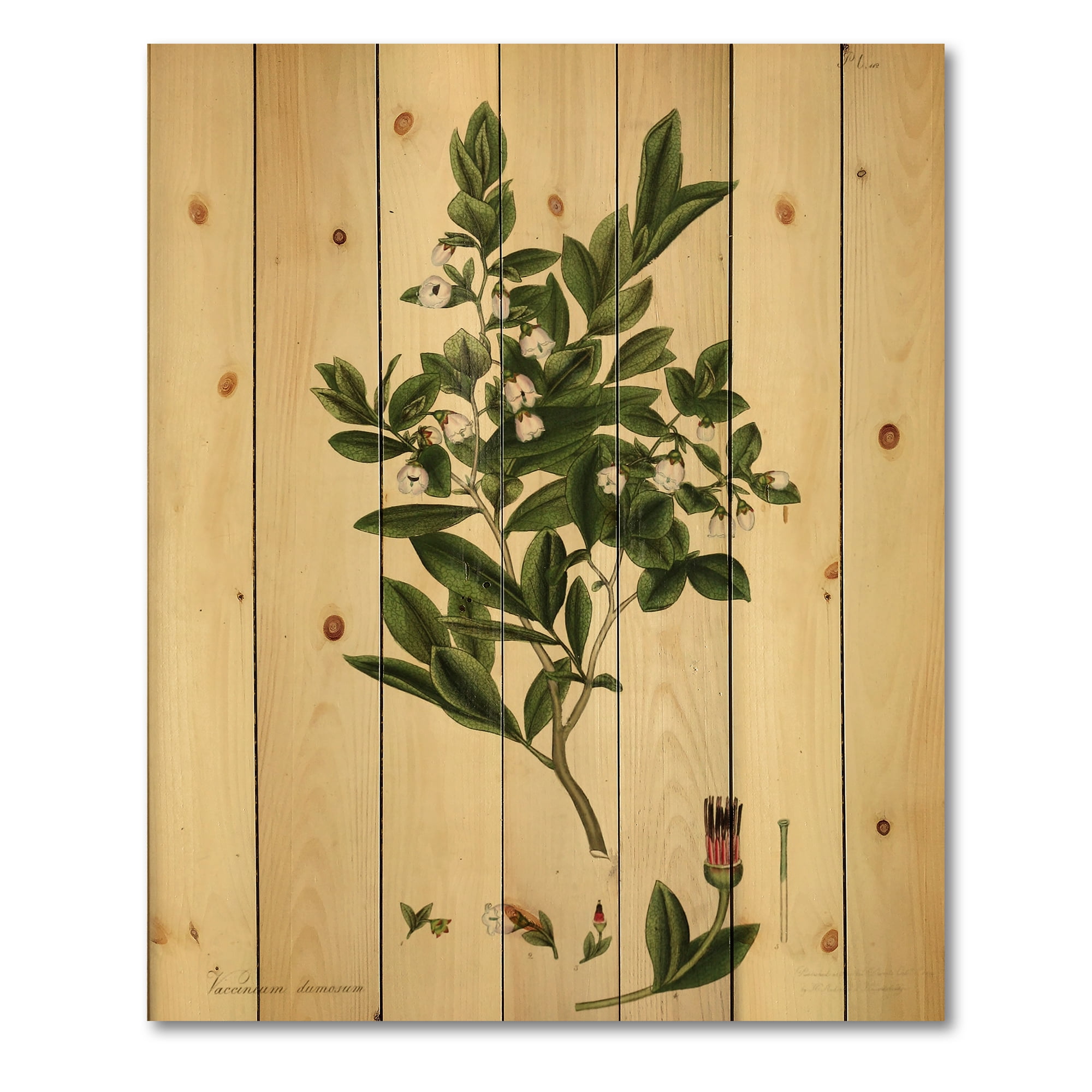 Designart 'Ancient Plant Life XXV' Traditional Print on Natural Pine Wood