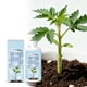 thumbnail image 4 of Solución anticongelante para plantas de flores. Se activa para mejorar la absorción de nutrientes de las plantas. 100 ml. Un anticongelante., 4 of 9