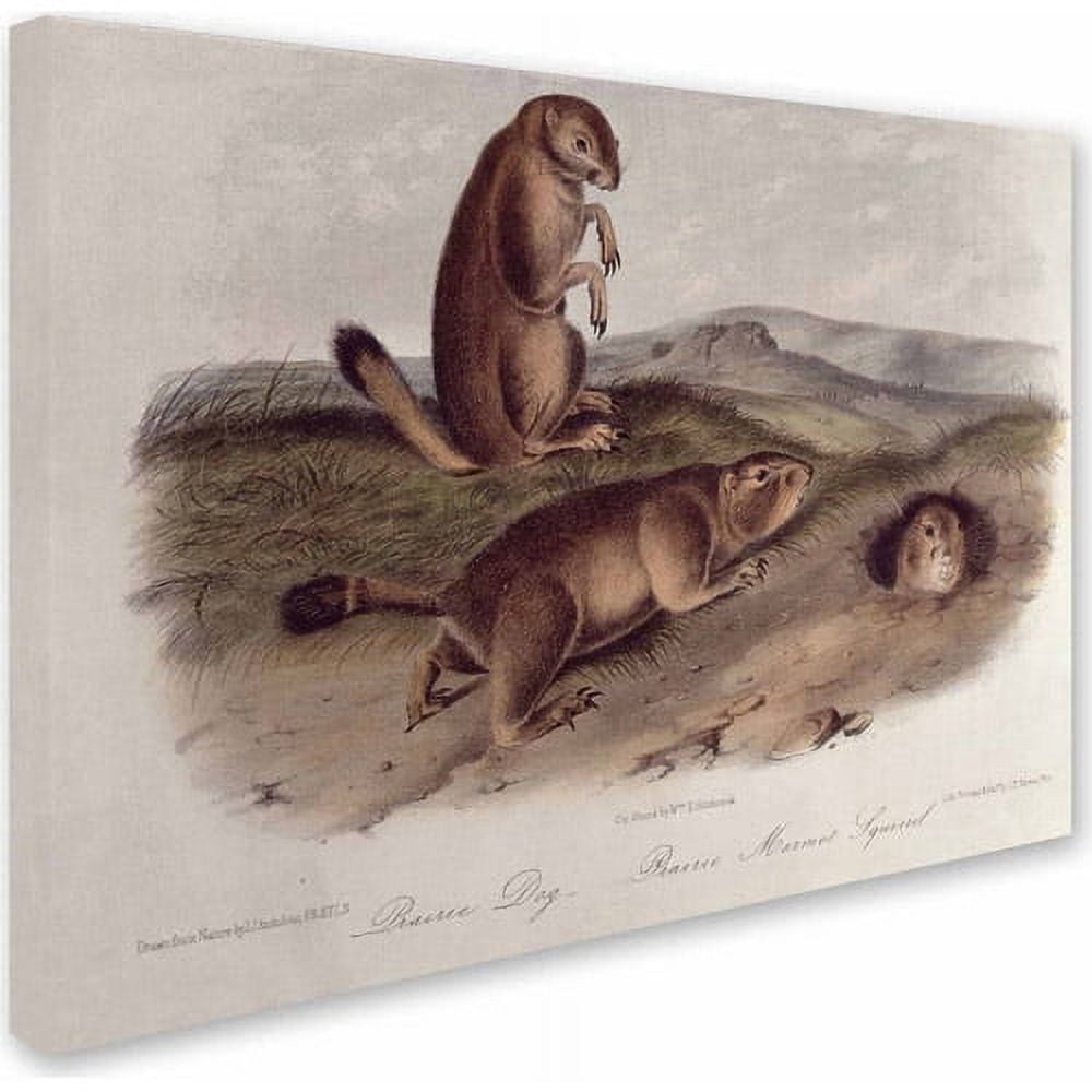 Trademark Fine Art "Prairie Dog" Canvas Art by John James Audubon