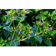 thumbnail image 6 of TomorrowSeeds - Solid Colors Mix Four O' Clock Seeds - 50+ Count - For 2025 Planting Mixed Pink, 6 of 9