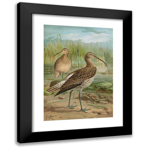 Johann Friedrich Naumann 11x14 Black Modern Framed Museum Art Print Titled - Numenius Arcuatus